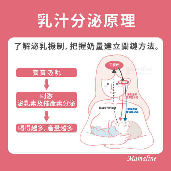 母乳是怎麼分泌的 Mamaline 媽媽線上