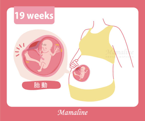 Mamaline 第二孕期 懷孕中期