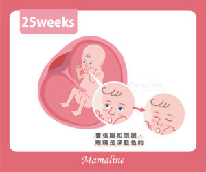 Mamaline 第三孕期 懷孕後期