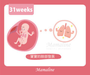 31週胎兒圖