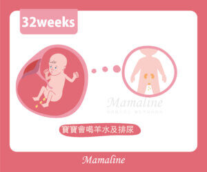 32週胎兒圖