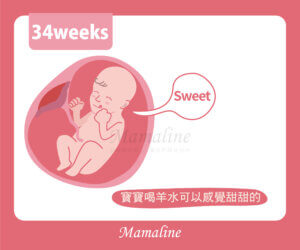 34週胎兒圖