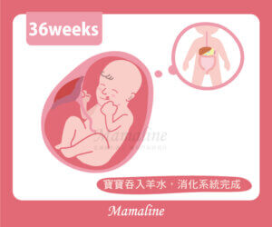 36週胎兒圖